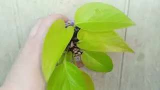 Моя коллекция лиан.Эпипремнумы, сциндапсусы и филодендроны.#plants #комнатныерастения