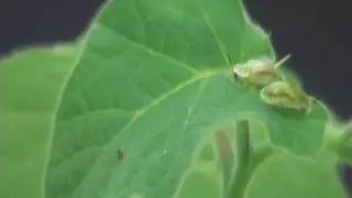 Tropical Soda Apple Biological Control with Gratiana Boliviana - Time Lapse