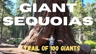 “This Giant Forest Left Us Speechless—Here’s Why!”
