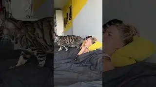 ОПАСНО спать с кошками, в коментах написала почему👉🏼