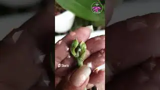 🙋🏼‍♀️It's a GIRL! 🙋🏼‍♀️Cutting Cycnodes Buds 🤓🔪 #ninjaorchids #shorts #subscribe