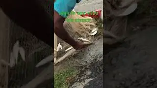 বন্যায় মাছ মারার মজায় আলাদা? দেখুন কি পরিমানে মাছ উঠছে #বন্যা #shortvideo #nirobpagol24 #viralshorts