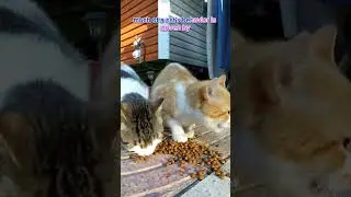 Cut Kitten Eating ❤️