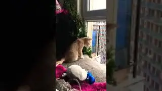#94 Say 🙋‍♂️ hi bro Downstairs🐕