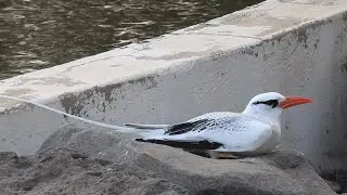 Red-billed Tropicbird (Caleta de Fuste 4th February 2024)