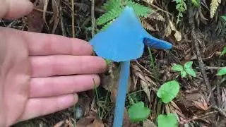 Blue Mushrooms - Cogumelos Azuis - Found in Brazil - Achado no Brasil Entoloma hochstetter