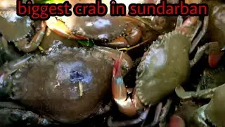 Crab catching at dark.||সুন্দরবনে রাতে কাকড়া শিকার | Adventure in Sundarban || JIBON_O_JIBIKA...