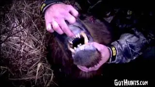 ОХОТА НА МЕДВЕДЯ  Alaska Brown Bear Hunts