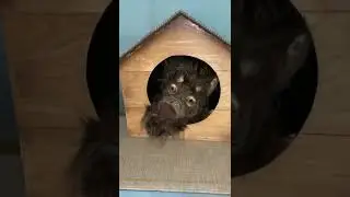 Zёма и собака-барабака 