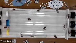Cockroach Race