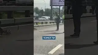 Полиция помогла УТКАМ перейти дорогу