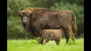 Бизон. Как выглядит животное.
