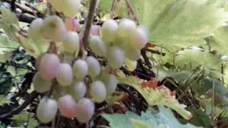 Le Raisin 🍇🍁