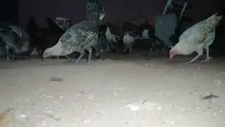 Poultry farming at home #chicken