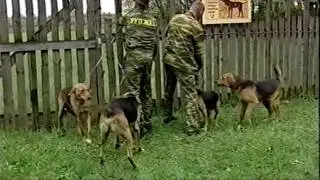 Архив Лазаренко ВК. белоруский гончак
