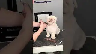 Cleft lip puppy ?!