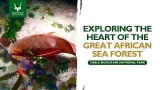 Table Mountain National Park Marine Protected Area - Heart of the Great African Sea Forest