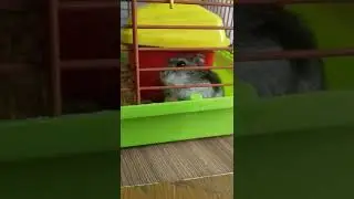 первый ролик про животных 10 лайков буду продолжать