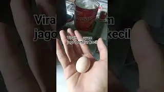 #shortvideo #memes #ngakak #viral #shortvideos