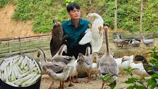 Harvesting bamboo shoots, Bring ducks to the market to sell, My daily work