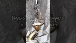 Запуск 300 кг форели в малый пруд