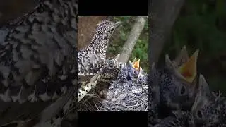Anak burung makan cacing