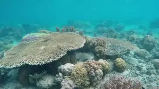 deep blue sea 1 