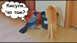 Ворона Капля освоилась и наводит свои порядки