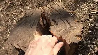 Закончились ДРОВА. Жизнь в ДЕРЕВНЕ/как разрубить пень!