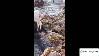 Ayçiçeği nasıl ayıklanır - Extracting sunflower seeds