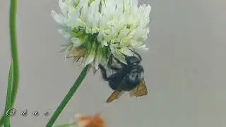 avispón Negro