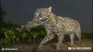 КОТ - РЫБОЛОВ?))