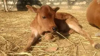 Calf eating grass
