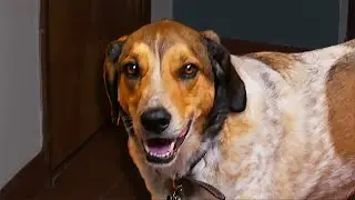 Bloopers for Dog vs. Alexa