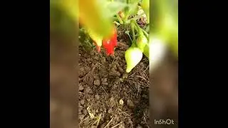 Острый декоративный перчик.