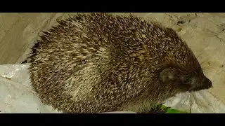 3 ЕЖА ПОДРАЛИСЬ ИЗ-ЗА ЕДЫ! КАК ФЫРКАЮТ ЕЖИ! ССОРА ЕЖЕЙ!