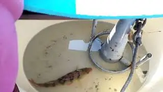 Ириклинское водохранилище, рыбалка, грибы 🍄.