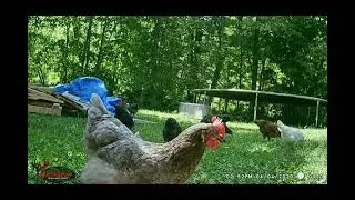 Trail Cam BackYard Chickens June 4, 2023 #SDSG #freerangechickens #Michigan #happychickens