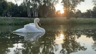 Неповторимый танец лебедя Леонида в лучиках утреннего солнышка 🙌💖💕