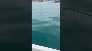 Ставридка и Артёмка. Рыбалка в Сочи. #fishing #fish #рыба #fishingvideo