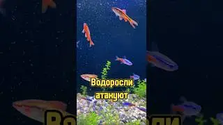Водоросли атакуют 🌿 #питомцы #рыбки #аквариум #aquarium #fish