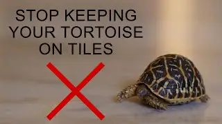 Why not to keep a tortoise on tiles?
