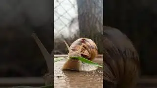 🐌   #snail #bursa #shorts