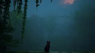 Stray Fan Animation!