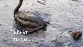 Здоровье земли в наших руках