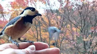 ペットになった野鳥の親子：手乗りヤマガラが可愛すぎる　とりのる