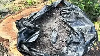 Хости