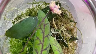A capricious Hoya Scortecini in a jar and a few more of her sisters + flower shopping 🛍️🪷