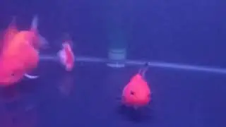 Aquarium full ikan mas koki ranchu