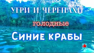 Синие крабы